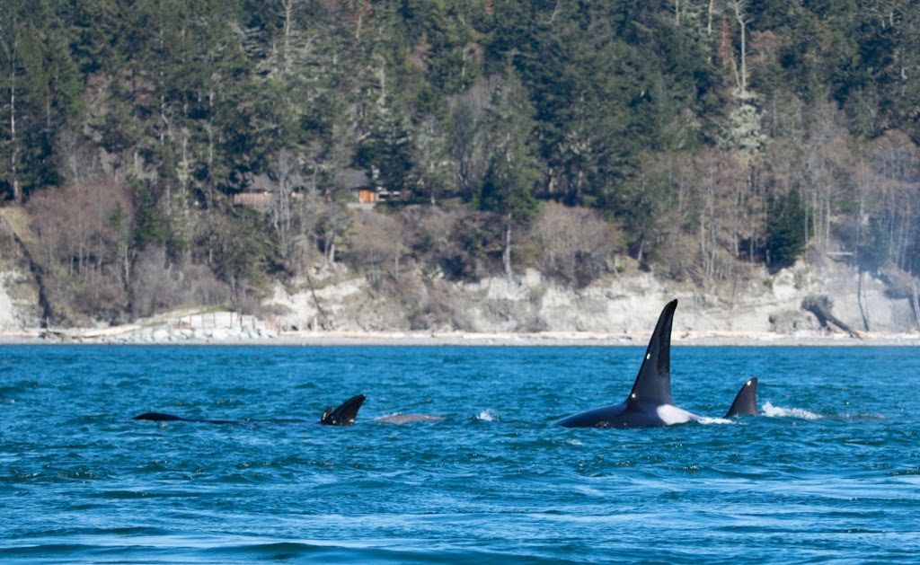 Ocean Ecoventures Whale Watching | 1721 Cowichan Bay Rd, Cowichan Bay, BC V0R 1N0, Canada | Phone: (250) 748-3800