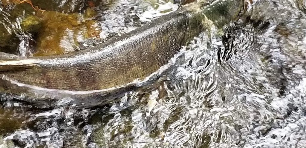 Juan De Fuca Salmon Restoration Society | 2895 Sooke River Rd, Sooke, BC V9Z 0Y1, Canada | Phone: (250) 642-4200