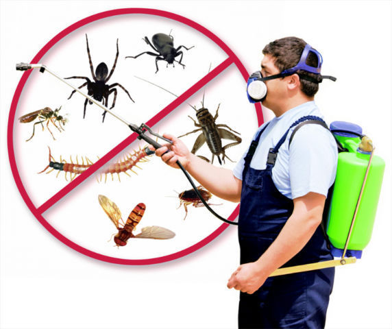 Ensure Pest Control Inc. | 2247 Hurontario St, Mississauga, ON L5A 2G2, Canada | Phone: (647) 961-7426