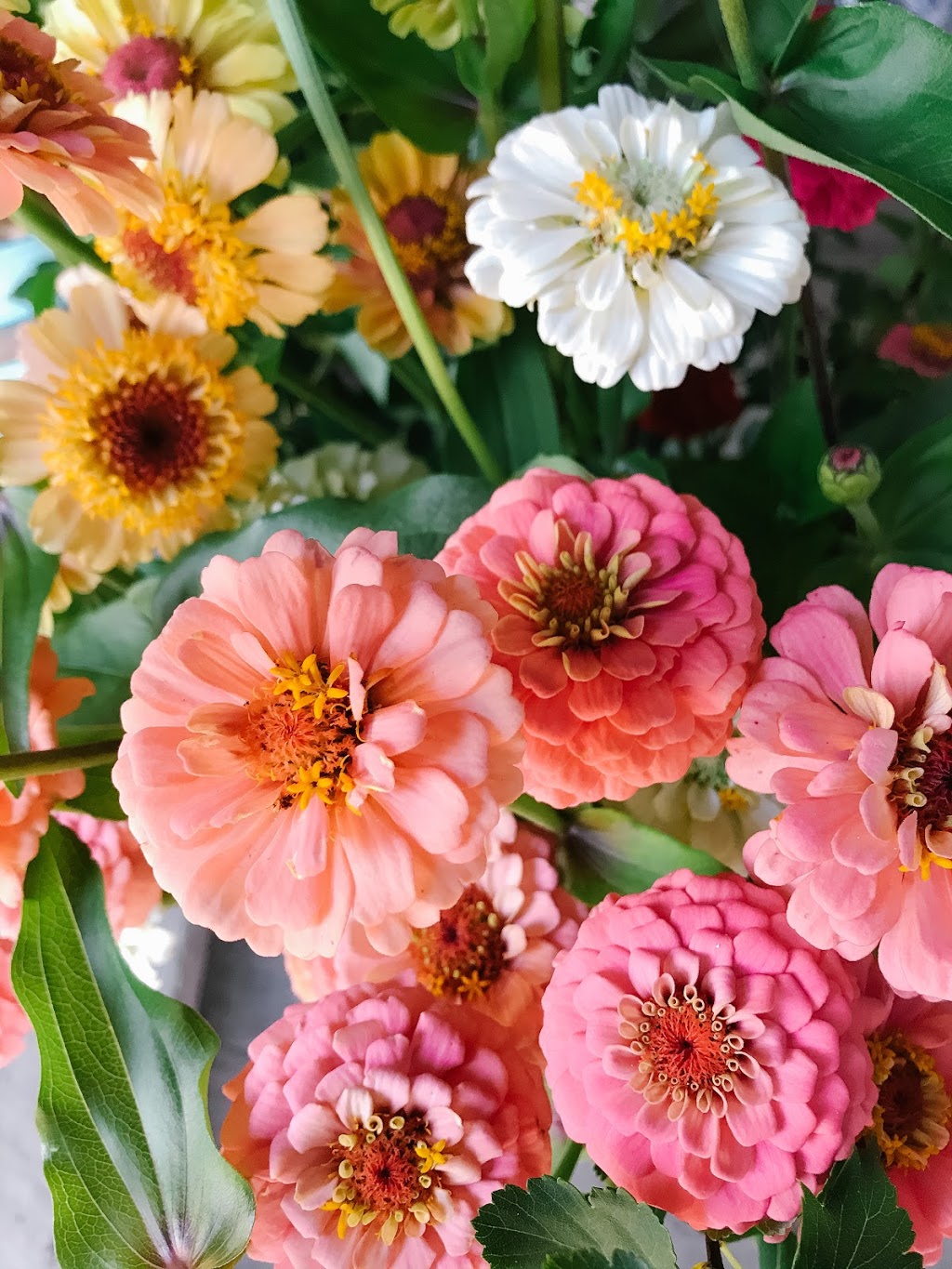 Alexis Joy Florals | 24 York St, Picton, ON K0K 2T0, Canada | Phone: (613) 885-0226