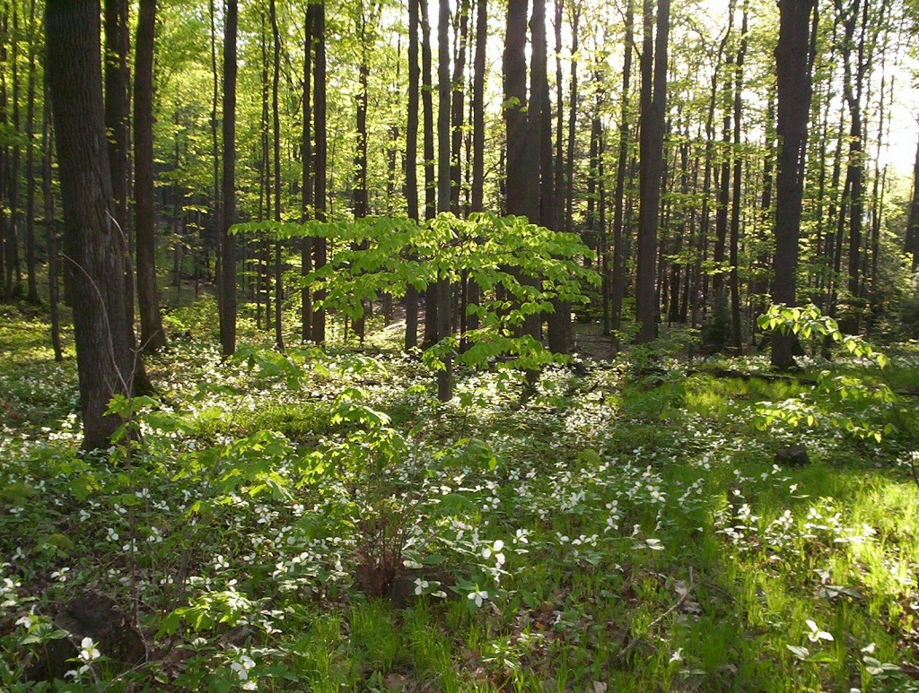 Case Woodlot | Aurora, ON L4G 5W2, Canada