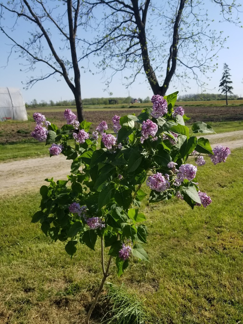 Hagersville Chobo Korean Farm | 220 Duxbury Rd, Hagersville, ON N0A 1H0, Canada | Phone: (647) 984-1728