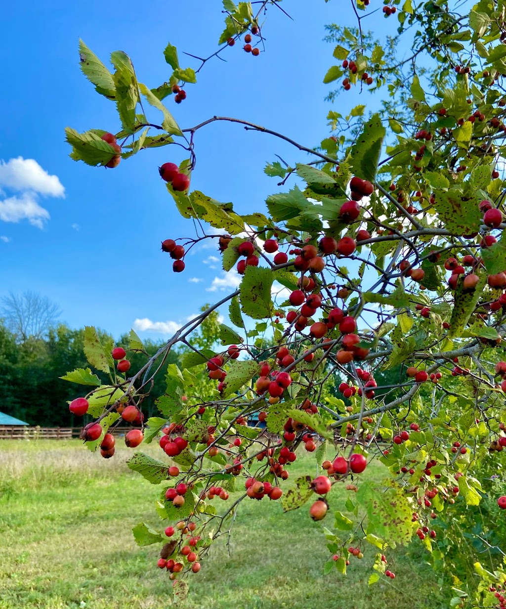 Happy Hollows Homestead | 11 Chem. Trianon, Rigaud, QC J0P 1P0, Canada | Phone: (514) 346-8093