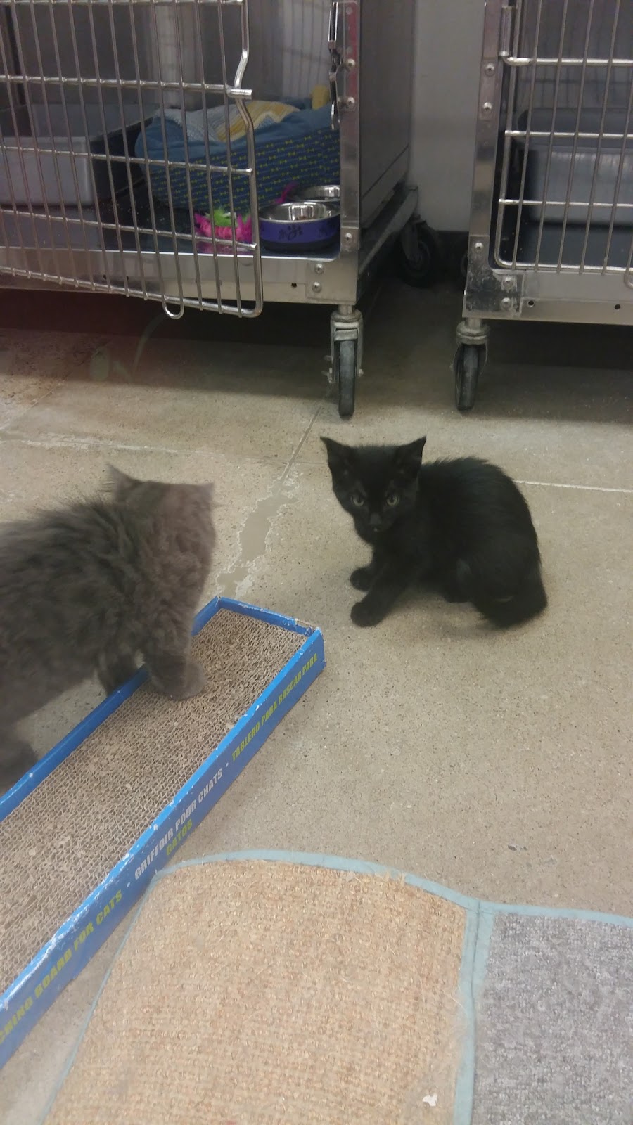 PetSmart | 33 Mapleview Dr W, Barrie, ON L4N 9H5, Canada | Phone: (705) 722-0337