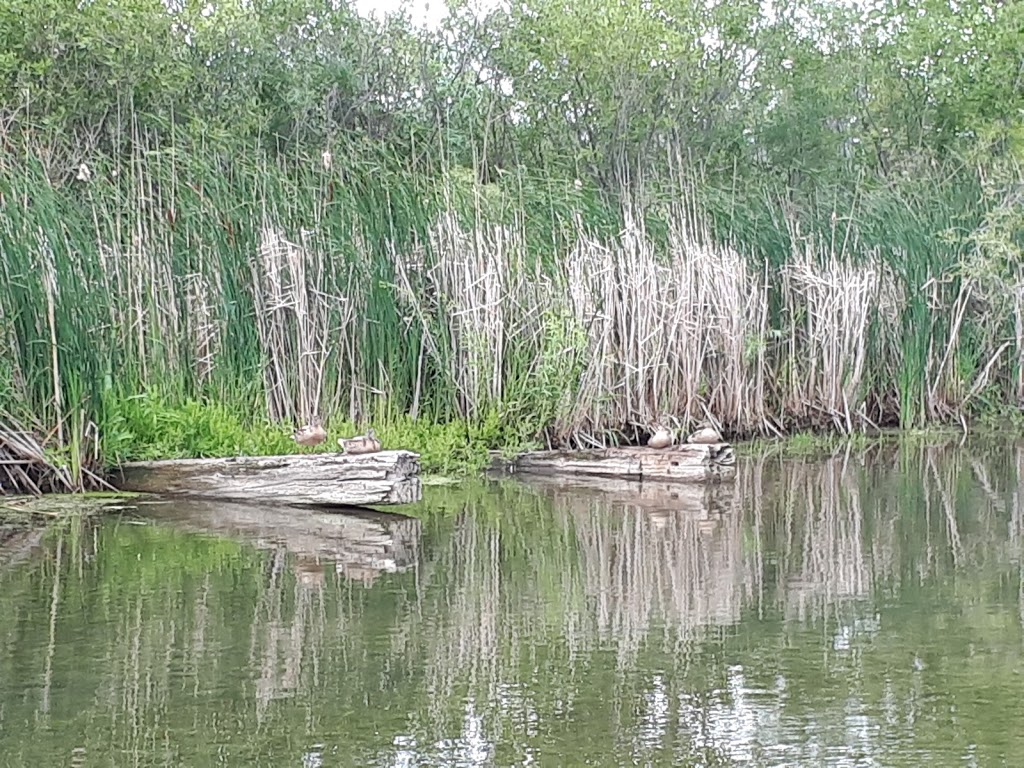 Wetland Boardwalk Trail | southwest, Winnipeg Ave, Winnipeg, MB R3P, Canada