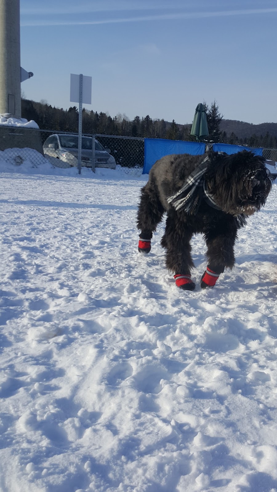 Parc à Chien | Sainte-Adèle, QC J8B 1V8, Canada