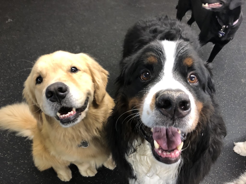 Just Fur Fun Dog Daycare | 1 Laidlaw Blvd, Markham, ON L3P 1W5, Canada | Phone: (905) 471-9361