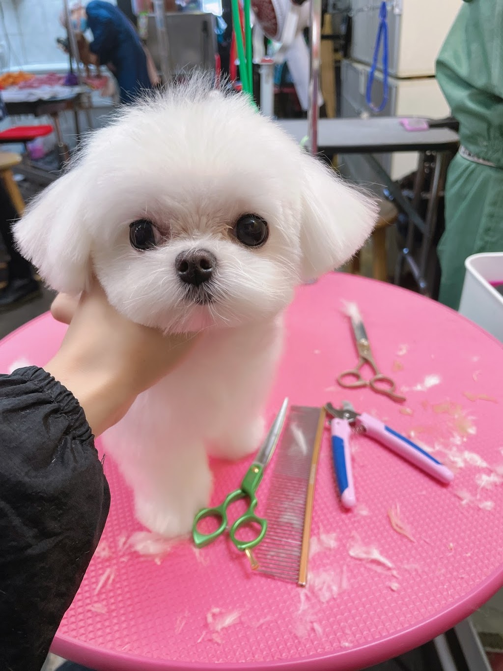 Paw Palace Dog Grooming 宠妃宠物美容 | 4051 Macdonald St, Vancouver, BC V6L 2N8, Canada | Phone: (604) 722-2070