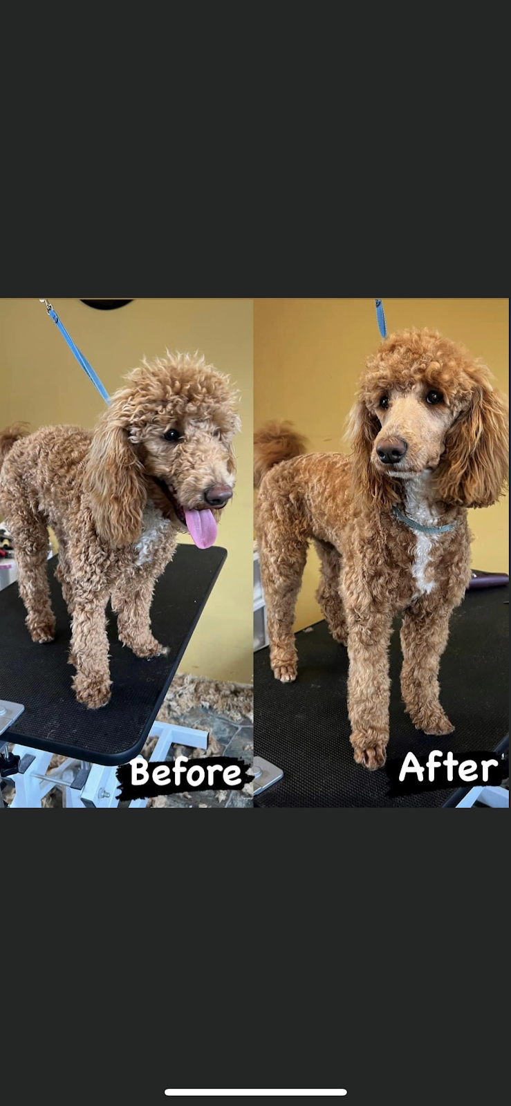 Canine Cabana Pet Grooming | 5781 Hwy3, Tusket, NS B0W 3M0, Canada | Phone: (902) 307-1649