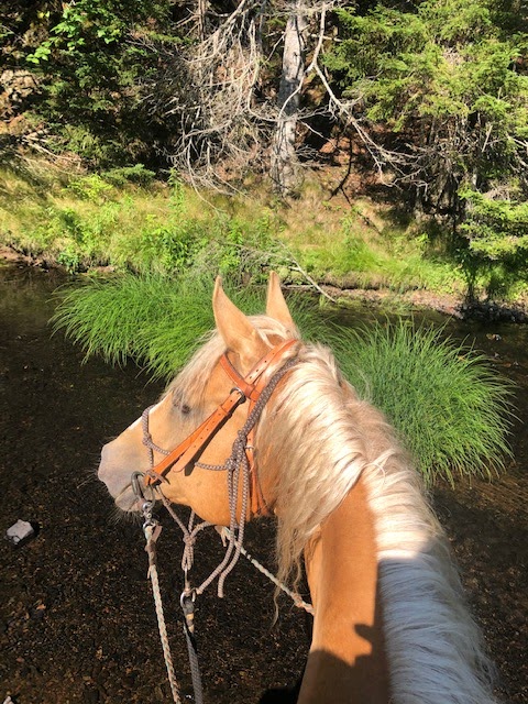 Spirit Reins Ranch | 432 Prospect Rd, Parrsboro, NS B0M 1S0, Canada | Phone: (902) 254-3138