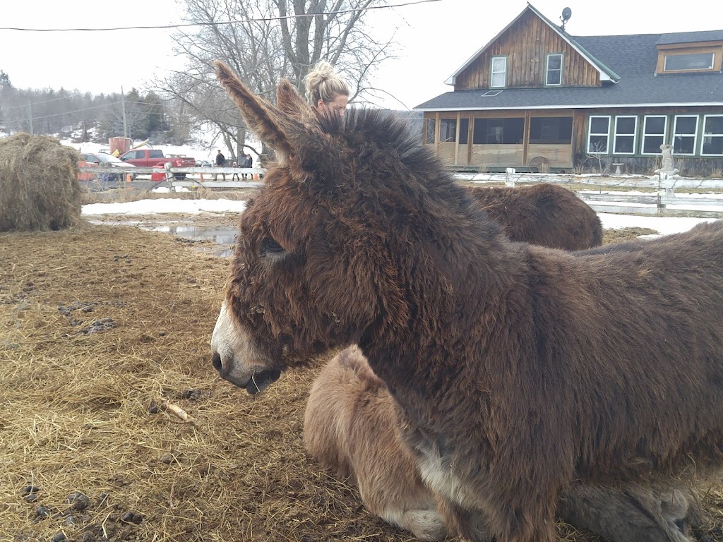 Peabody Farm | 26 Chem. Sullivan, Venosta, QC J0X 3E0, Canada | Phone: (613) 558-4517