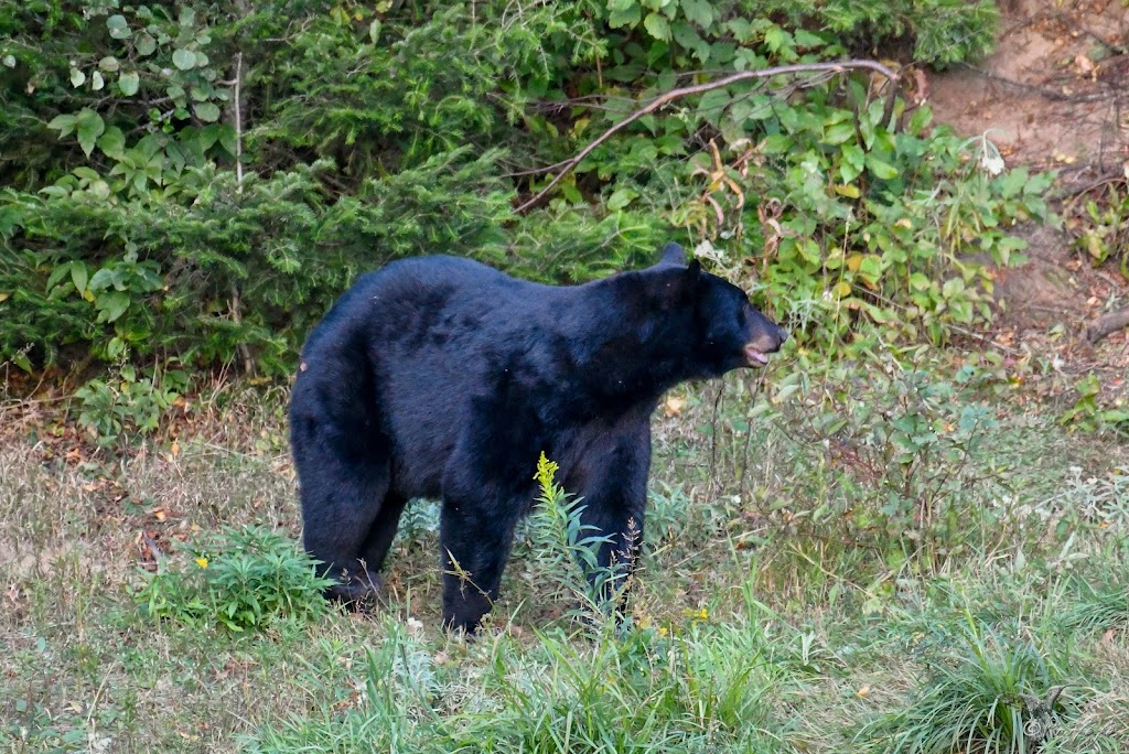 Observation de l’ours noir | 1895 QC-172, Sacré-Coeur, QC G0T 1Y0, Canada | Phone: (418) 236-4551