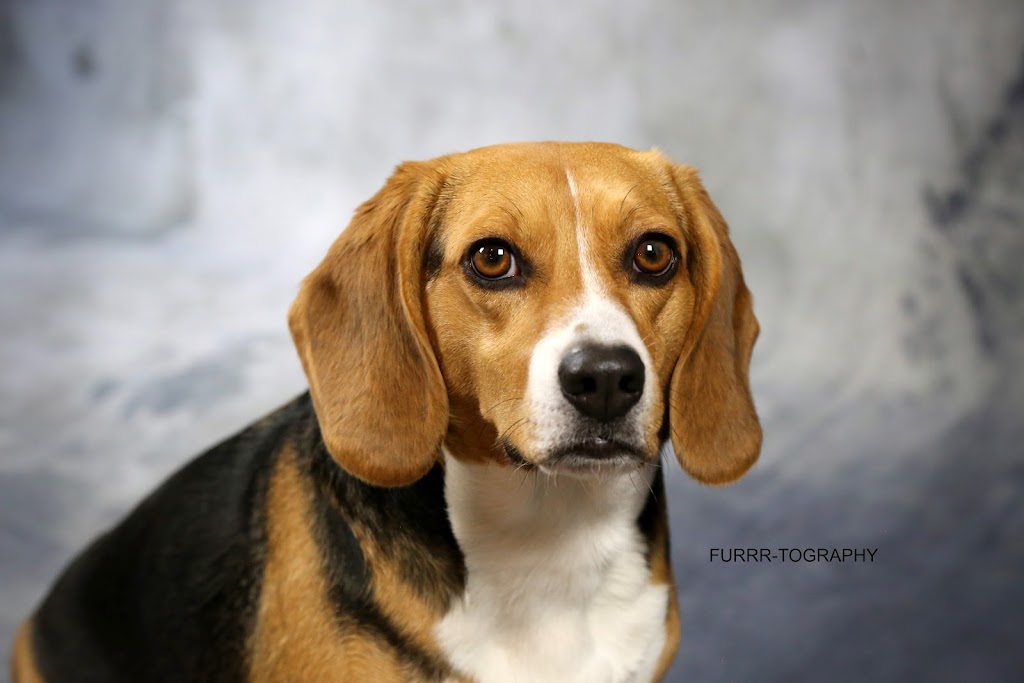 FURRR-TOGRAPHY (Pet Photographer) | 4423 47 St, Gibbons, AB T0A 1N0, Canada | Phone: (780) 923-3558