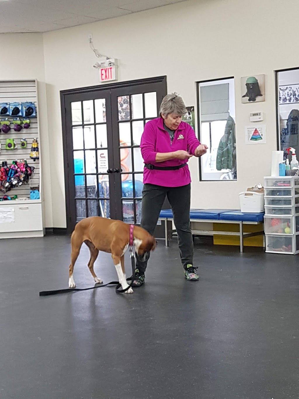 Carolark The Canine Learning Centre | 5933 Hazeldean Rd, Stittsville, ON K2S 1B9, Canada | Phone: (613) 591-3277