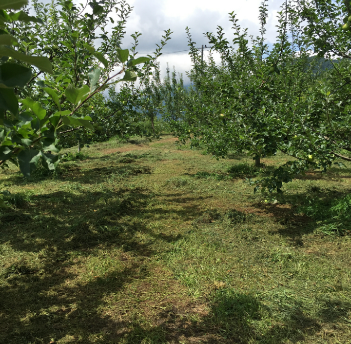 Majestic Fruits Farm | 62 Weatherhead Rd, Upper Rawdon, NS B0N 2N0, Canada | Phone: (902) 201-3500