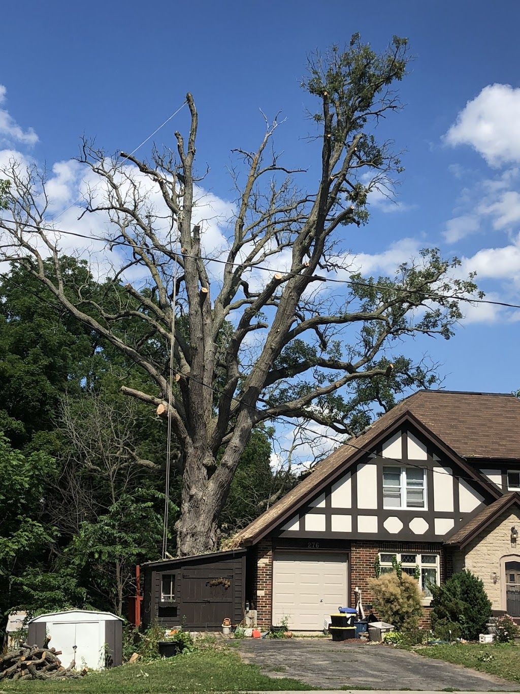 Oakhill Tree Service Ltd. | 40 Helen Ave, Brantford, ON N3T 6A1, Canada | Phone: (519) 751-3483