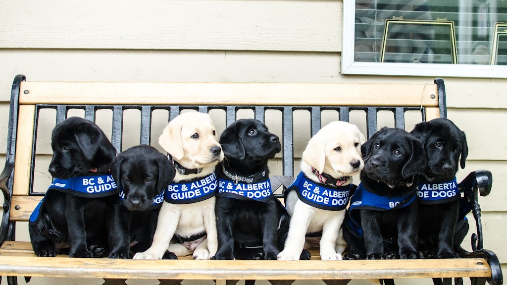 BC & Alberta Guide Dogs | 7061 Ladner Trunk Rd, Delta, BC V4K 3N3, Canada | Phone: (604) 940-4504