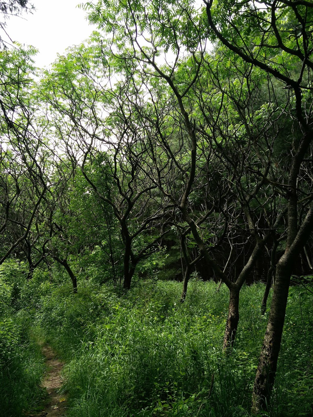 Chesney Wilderness Area Trail | Oxford Road 29, Blandford-Blenheim, ON N0J 1M0, Canada | Phone: (866) 900-4722