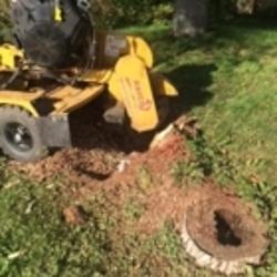 Mikes Tree & Stump Removal | 610 Elizabeth St, Pembroke, ON K8A 1X4, Canada | Phone: (613) 735-6941