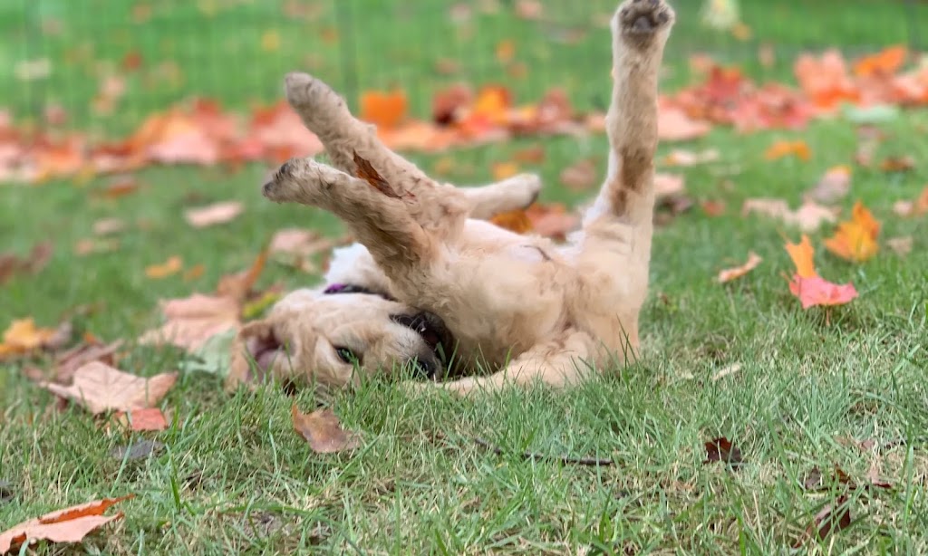 L.A. Doodles - Goldendoodle Breeder | Concession Rd 9, Brock Rd, Pickering, ON L1Y 1A8, Canada | Phone: (905) 408-0068