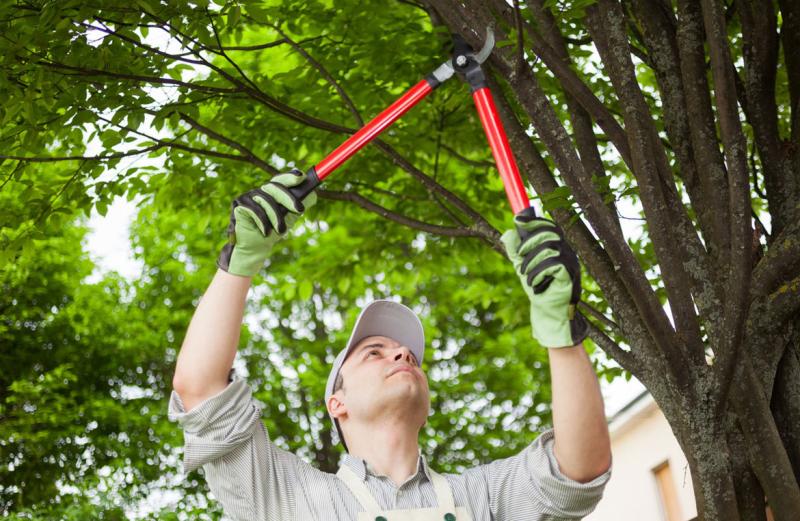 Five Star Tree Services in Toronto, Richmond Hill & GTA | 156 Duncan Rd, Richmond Hill, ON L4C 6J8, Canada | Phone: (416) 990-3355