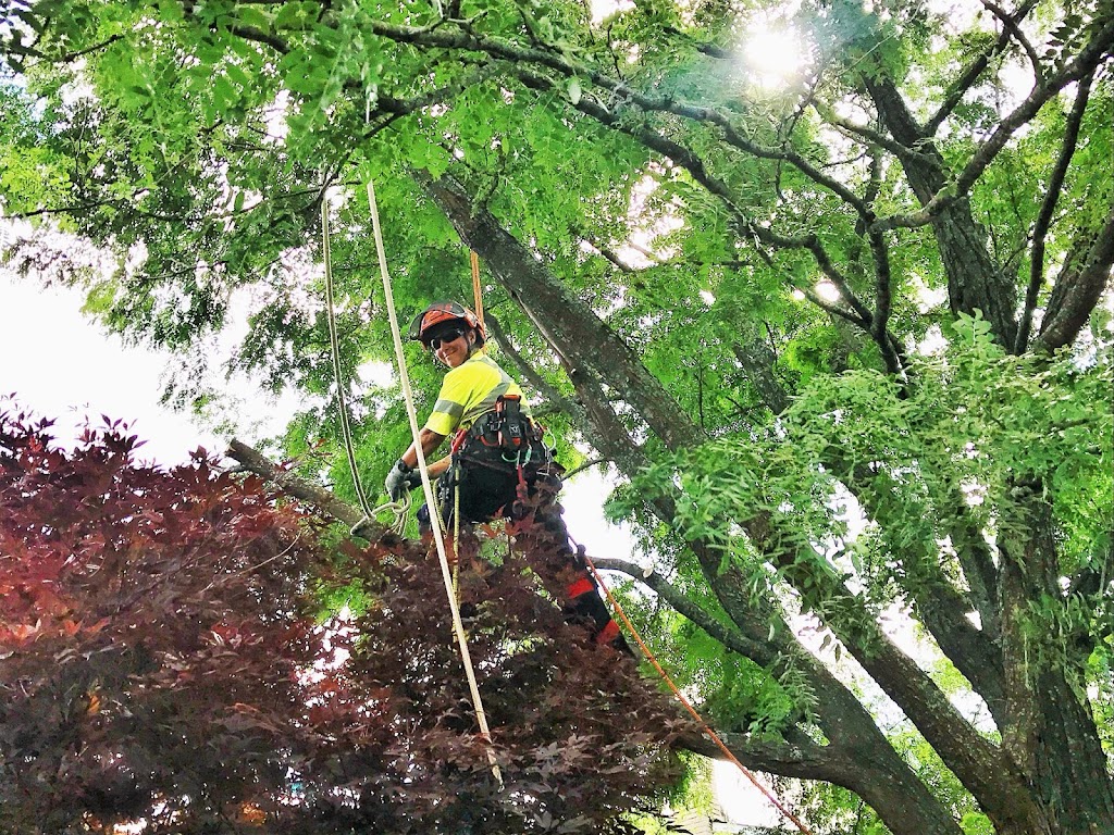 Green Canopy Tree Services | 19 Silvershadow Terrace, Brampton, ON L6R 0E6, Canada | Phone: (416) 302-2803