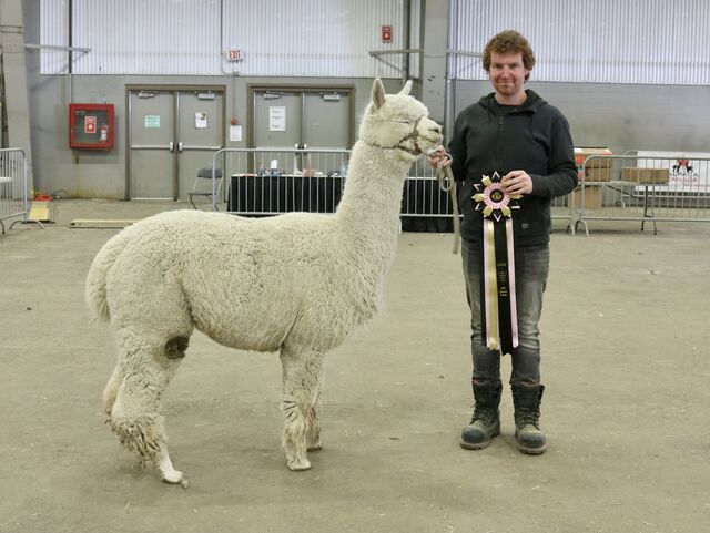 Caley Alpacas | 48027 RR213, Camrose, AB T4V 1X8, Canada | Phone: (780) 781-0198