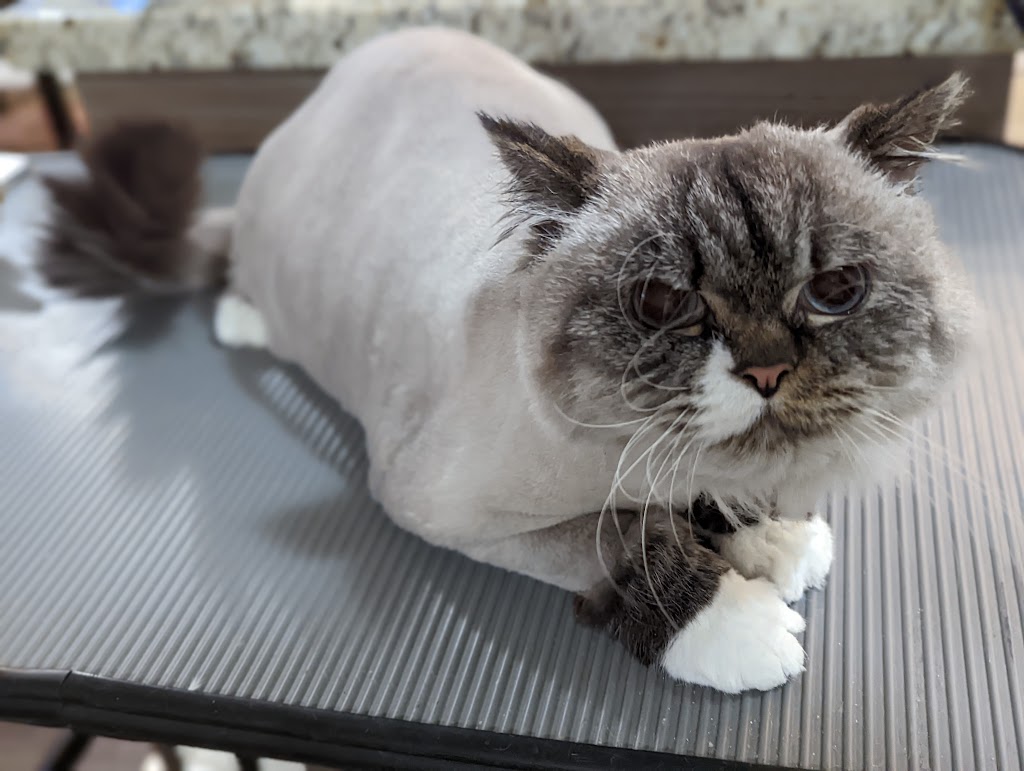 City Kitty Grooming | 240 Lake Promenade, Etobicoke, ON M8W 1B2, Canada | Phone: (647) 200-3001