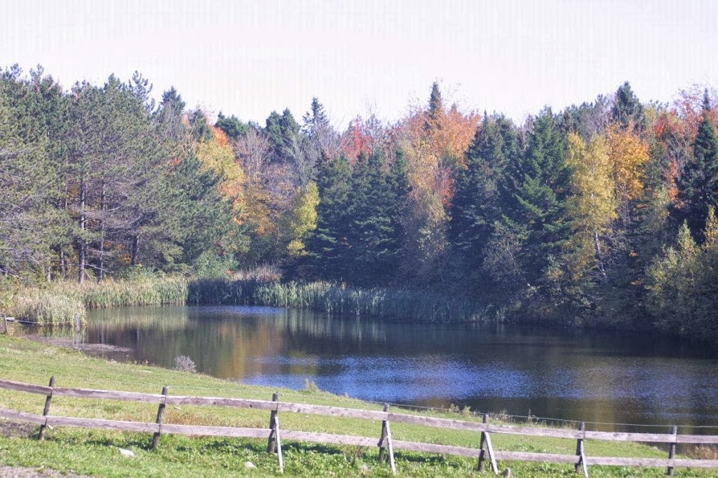 Grison Haflinger (Camp Grison) | 126 Chemin de la Grande Ligne, Racine, QC J0E 1Y0, Canada | Phone: (450) 532-4382