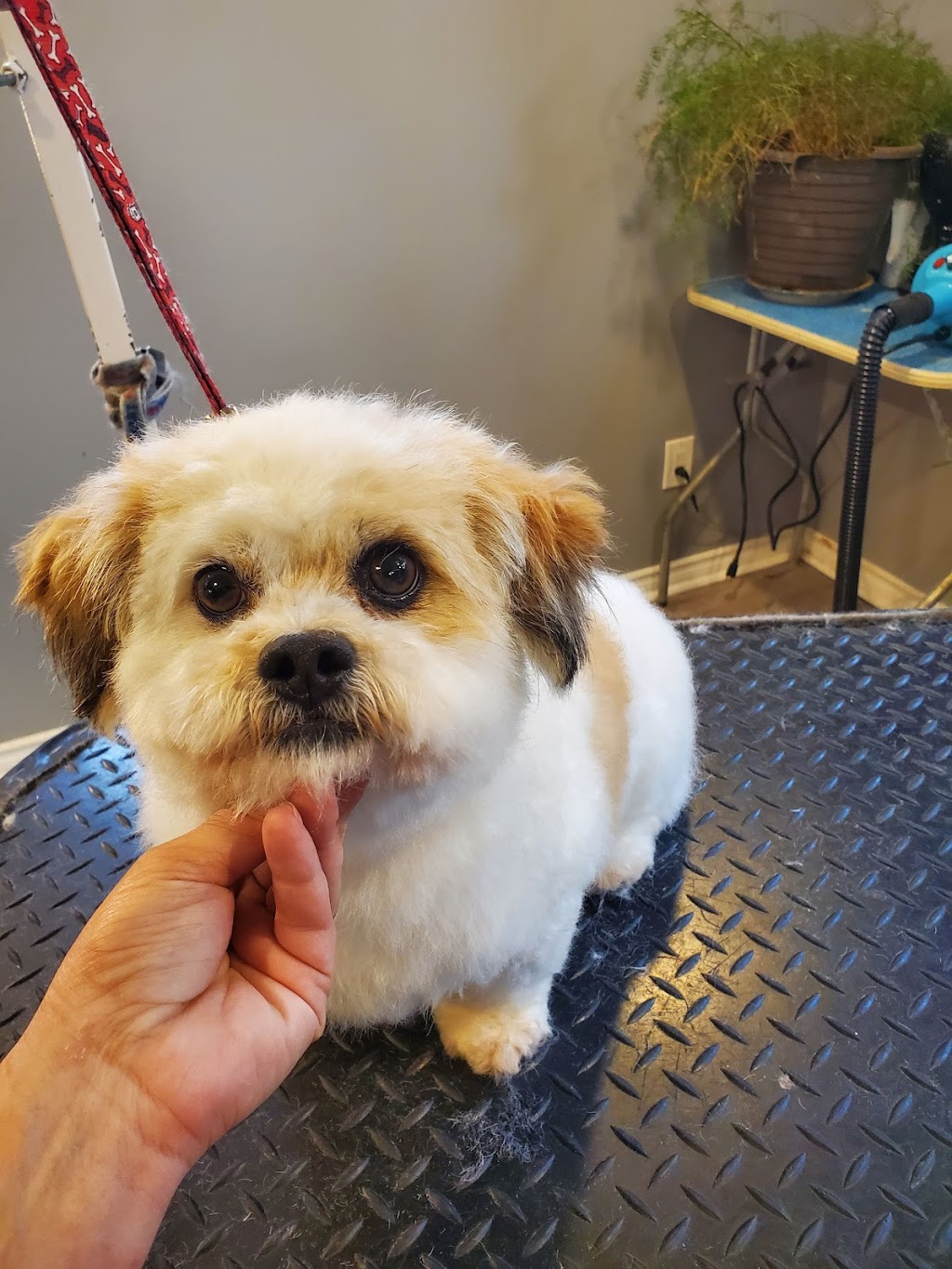 Karens Home Pet Grooming | 5 Windsor St, Kingston, ON K7M 4K4, Canada | Phone: (613) 329-7528