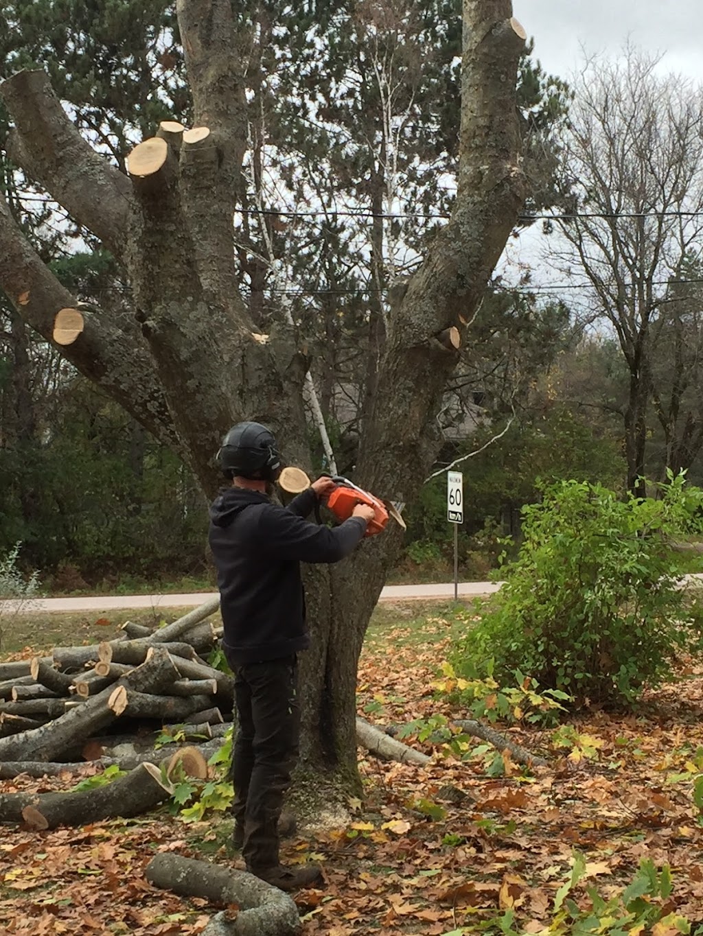 Arborist Alliance | 678 Brookside Rd, Sundridge, ON P0A 1Z0, Canada | Phone: (416) 220-7398