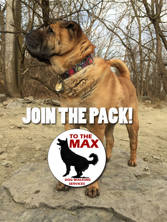 To The MAX - Dog Walking Services | 9 Barrhead Crescent, Etobicoke, ON M9W 3Z2, Canada | Phone: (416) 574-7848