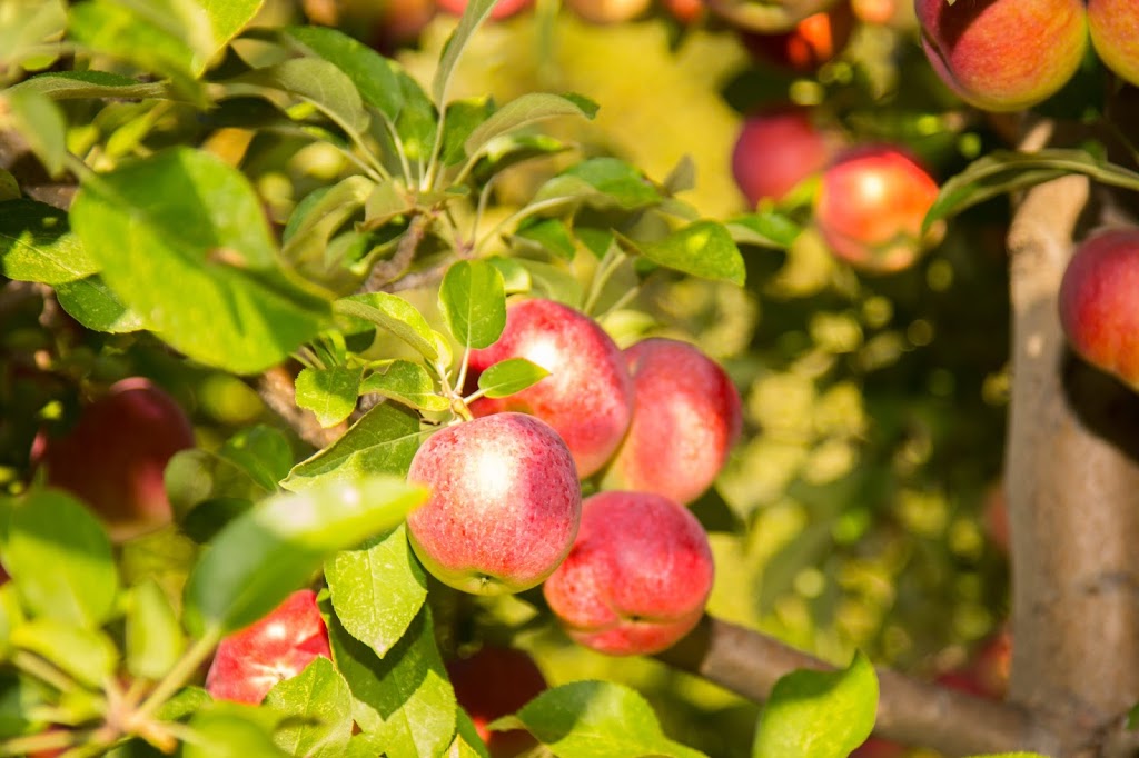 Waddell Apples | 1345 Washburn Rd, Seeleys Bay, ON K0H 2N0, Canada | Phone: (613) 546-1690