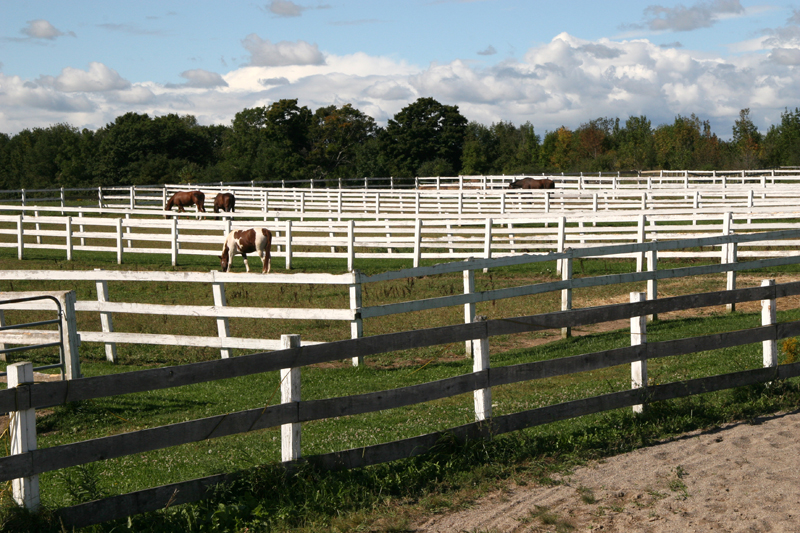 Morning Star Equestrian Farm | 237 Langford Church Rd, Brantford, ON N3T 5L4, Canada | Phone: (519) 865-8523