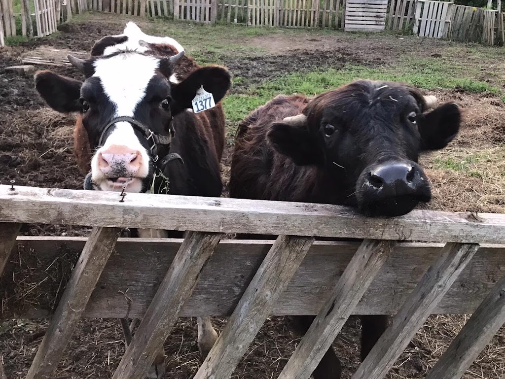 Ferme la petite bergère et compagnie | 3740 30e Rue, Saint-Prosper, QC G0M 1Y0, Canada | Phone: (418) 234-3494