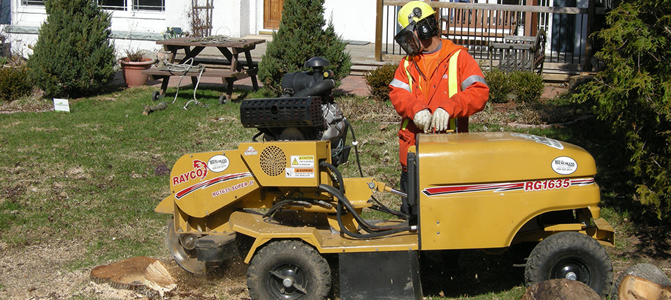 ArbreCare Tree Service | 150 Binnington Ct, Kingston, ON K7M 8N1, Canada | Phone: (613) 634-6341