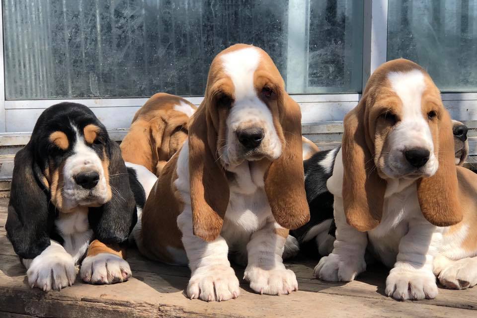 Rivière Verte Bassets | 34 Chem. du Coteau des Érables, LIsle-Verte, QC G0L 1L0, Canada | Phone: (418) 863-3998