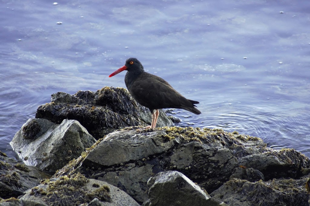 Jones Island Marine State Park | Eastsound, WA 98245, USA | Phone: (360) 378-2044