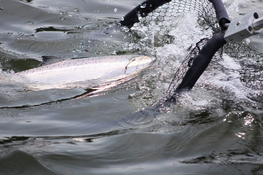 Watermark Salmon Fishing Charters | 5900 Marine Dr, West Vancouver, BC V7W 2S2, Canada | Phone: (604) 816-8944