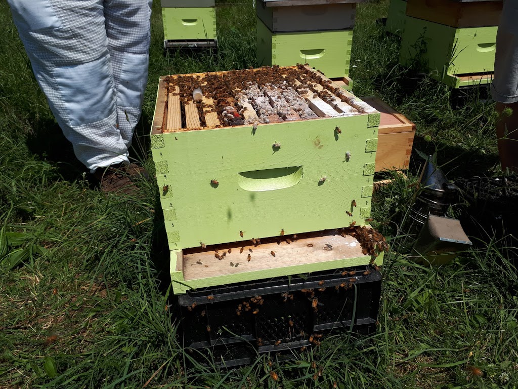 Lacelles Apiary & Beekeeping Supplies | 126 Spruce Dr, Carleton Place, ON K7C 3P1, Canada | Phone: (613) 253-0566