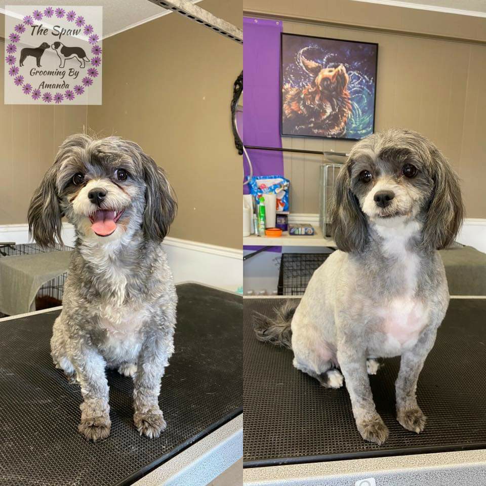 The Spaw Grooming By Amanda | 2376 County Rd 92, Elmvale, ON L0L 1P0, Canada | Phone: (705) 715-3286