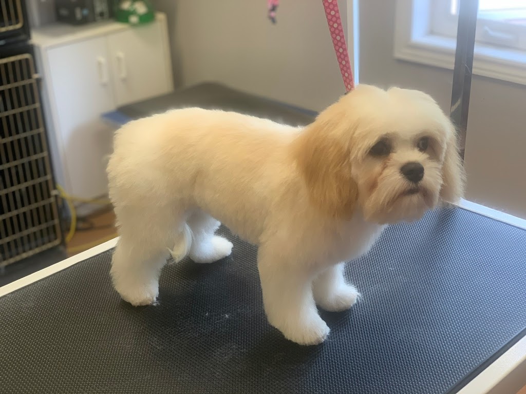 Diva Dog Pet Grooming | 4424 Victoria Rd S, Puslinch, ON N0B 2J0, Canada | Phone: (519) 821-0444