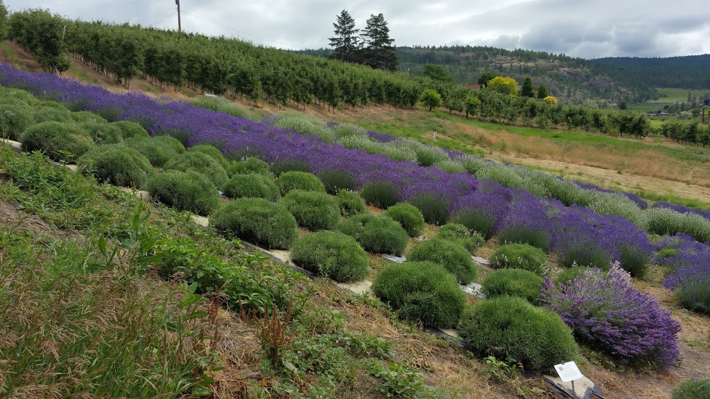 Forest Green Man Lavender Products | 126 Robinson Ave, Naramata, BC V0H 1N1, Canada | Phone: (250) 488-8365