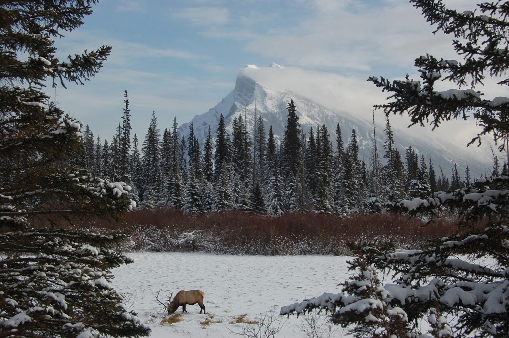 Pika-Adventures Inc. & The Pika Bed and Breakfast | Cochrane, AB T4C 0L8, Canada | Phone: (403) 981-5381