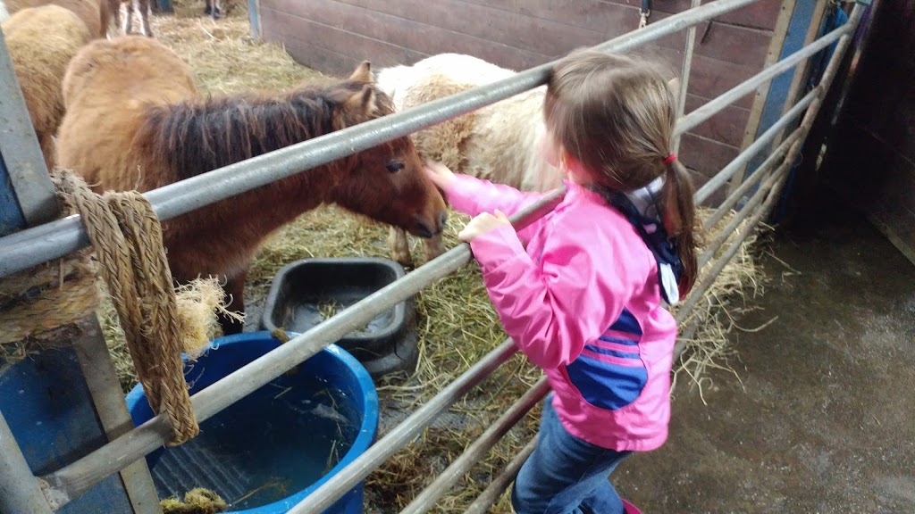 Mini Pony Mirabel | 19370 Rue Victor, Mirabel, QC J7J 0C5, Canada