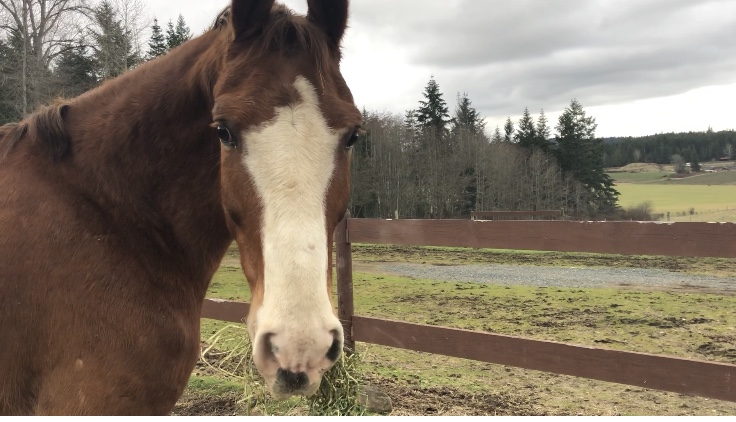 Ellesmere Farm | 1250 Scottie Rd, Nanoose Bay, BC V9P 9A5, Canada | Phone: (604) 961-6550