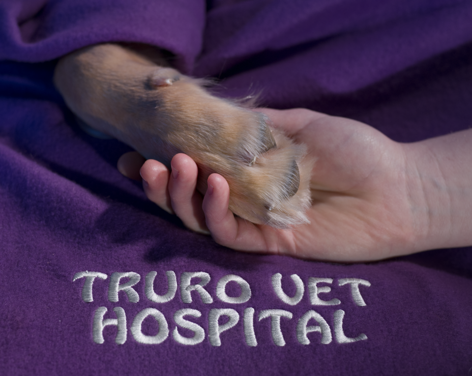 Truro Veterinary Hospital | 165 Arthur St, Truro, NS B2N 1Y3, Canada | Phone: (902) 893-2341