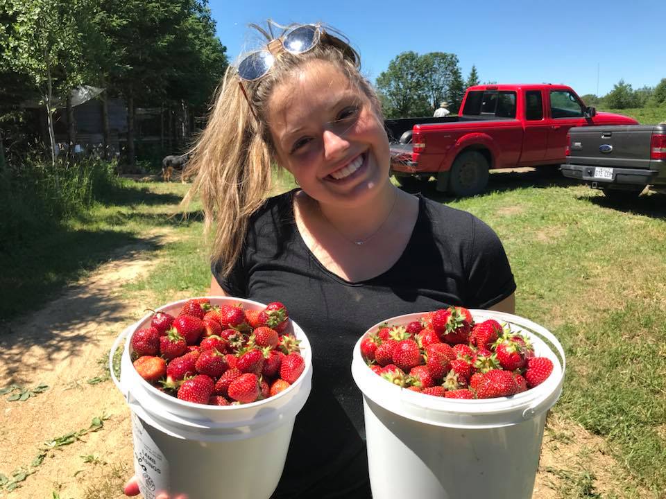 ROY & Son , Organic Strawberries & Potatoes Farm. | QC-204, Sainte-Justine, QC G0R 1Y0, Canada | Phone: (418) 383-3467