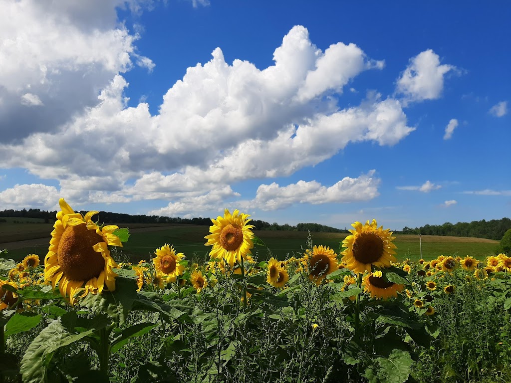 The Sunflower Maze Farm | 1194 Nova Scotia Trunk 1, Falmouth, NS B0P 1L0, Canada | Phone: (902) 790-0542