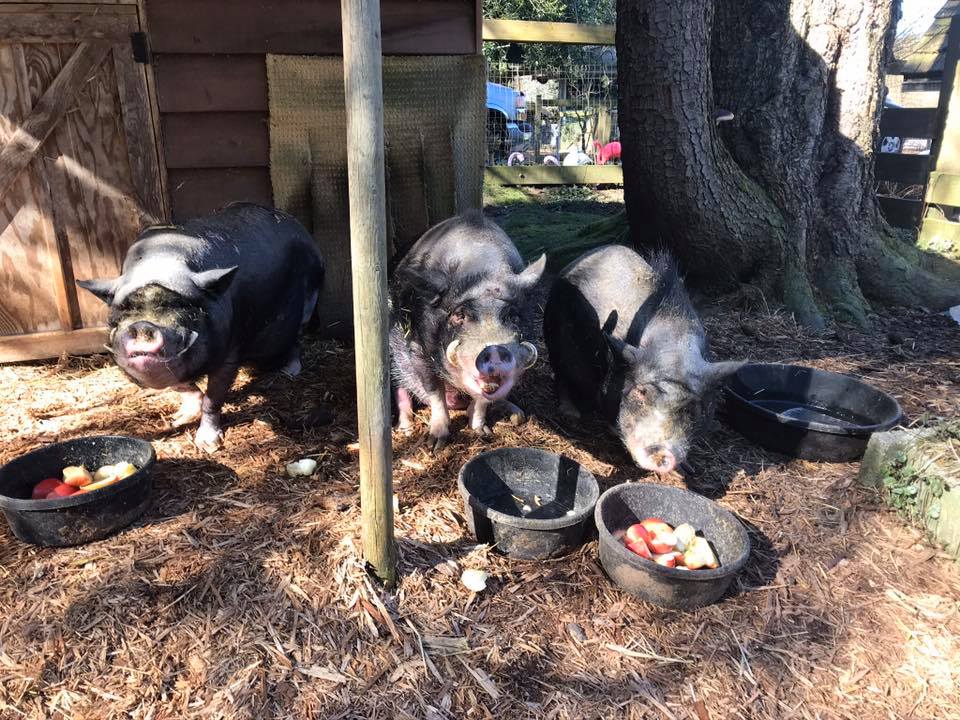 Hearts On Noses A Mini Pig Sanctuary | 30471 Dewdney Trunk Rd, Mission, BC V4S 1C3, Canada | Phone: (604) 462-0958